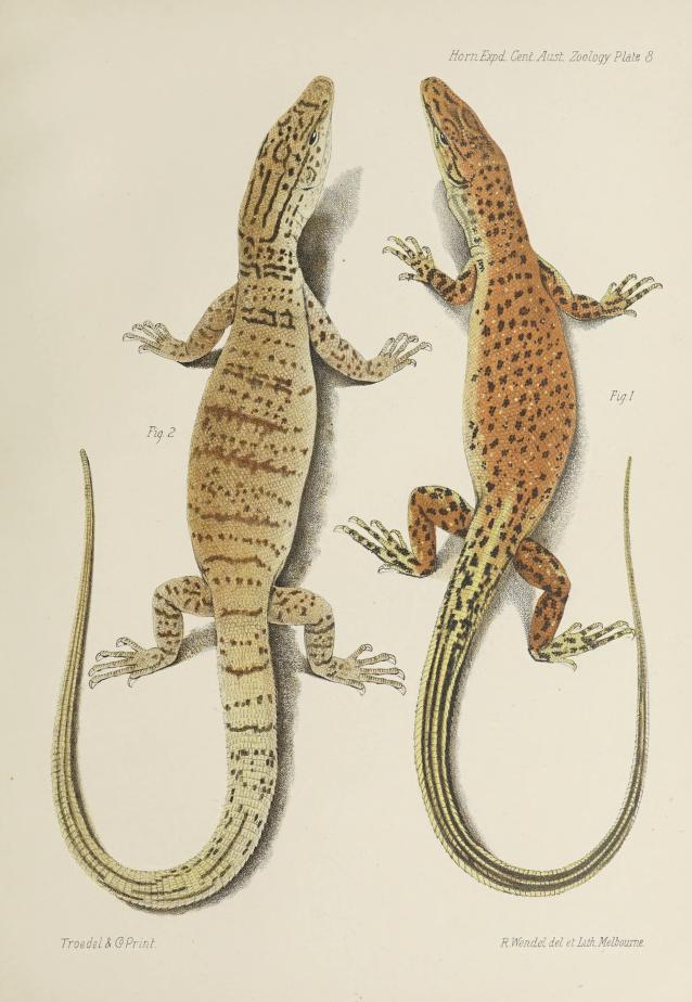 illustrations of two monitor lizards in the genus Varanus